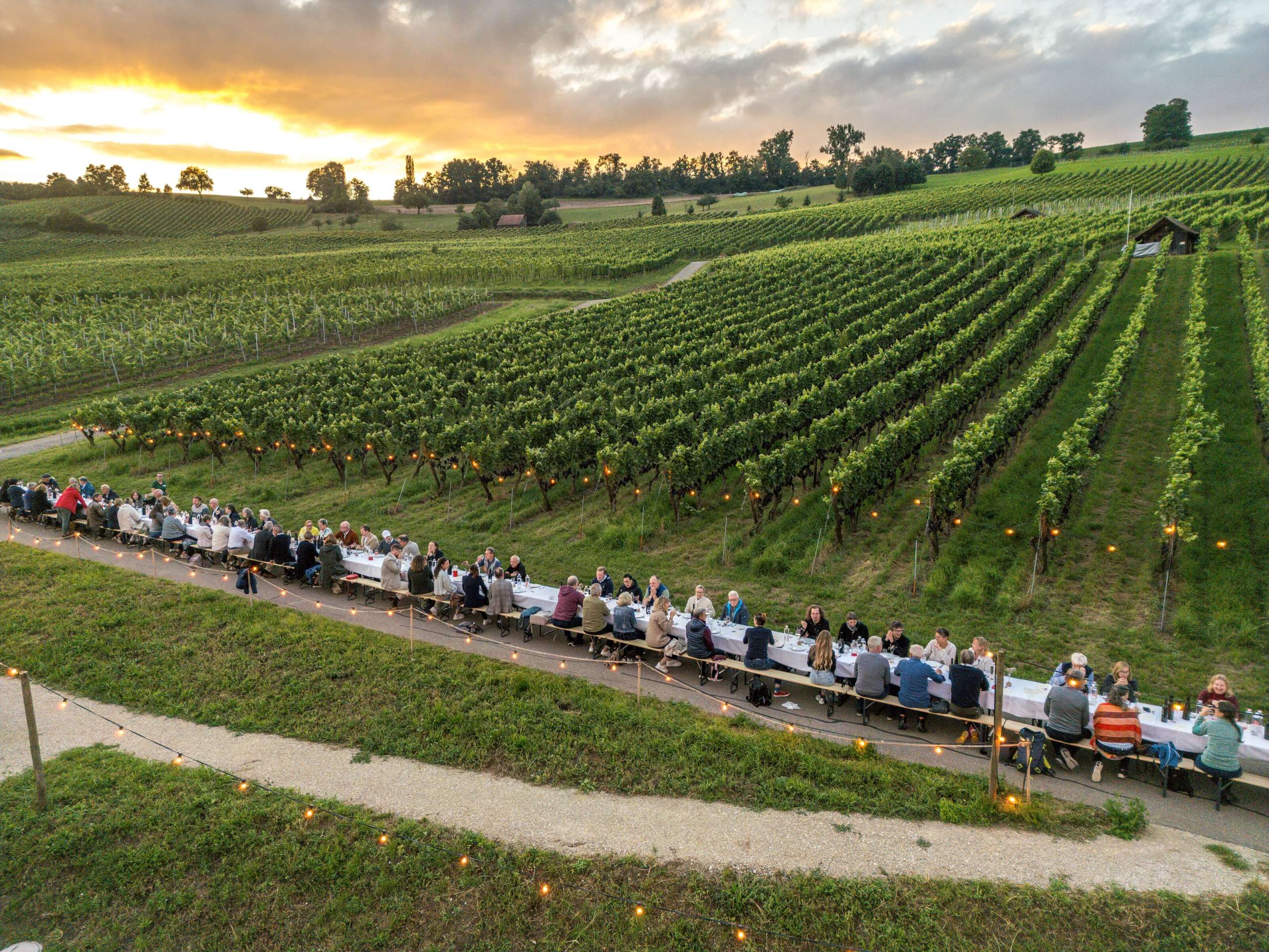 Im Rebberg steht eine lange Tafel an der Personen sitzen. Lichterketten leuchten in den Reben.