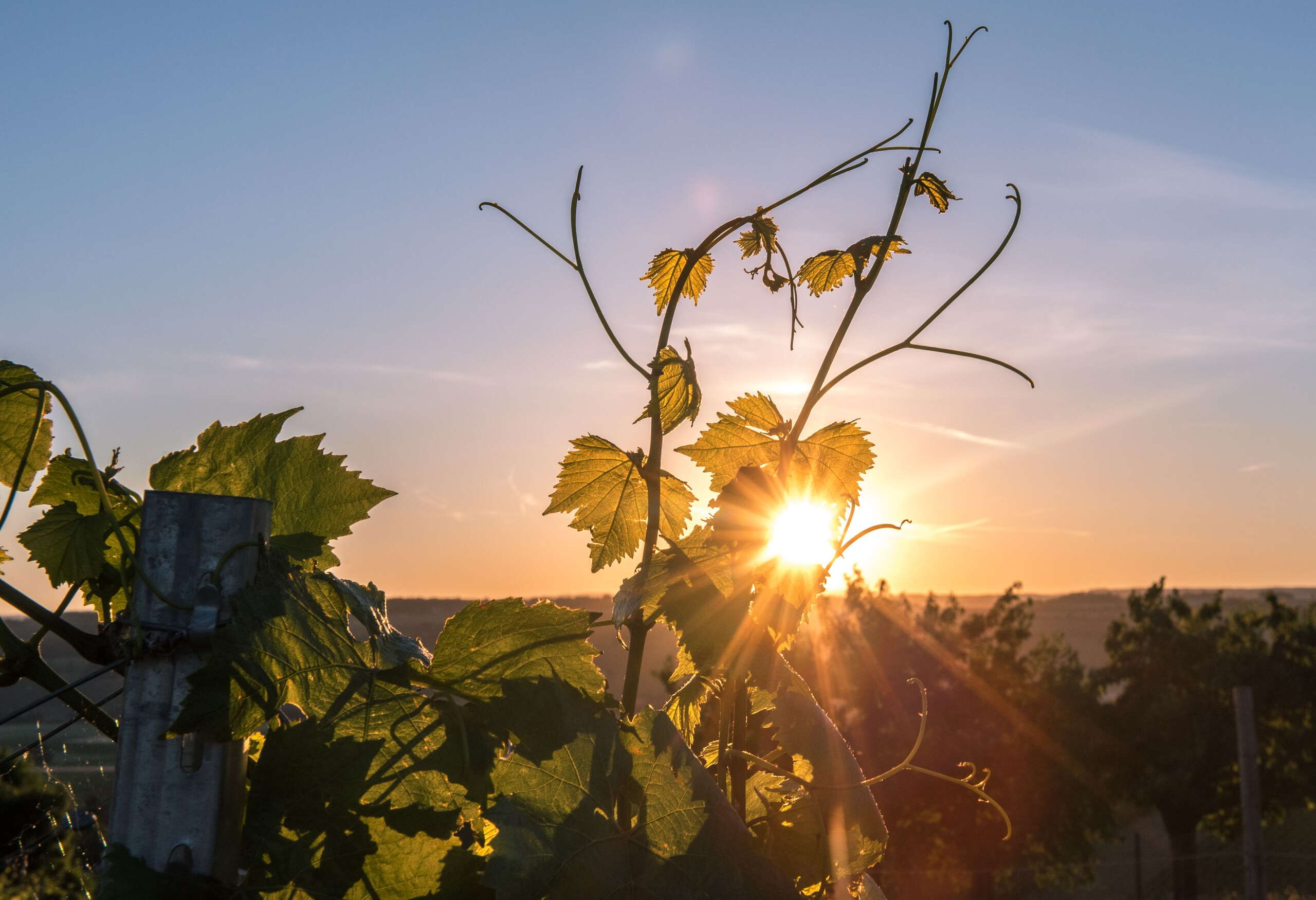 Sonnenuntergang über dem Rebhang. Sonne scheint in die Blätter der Trauben.