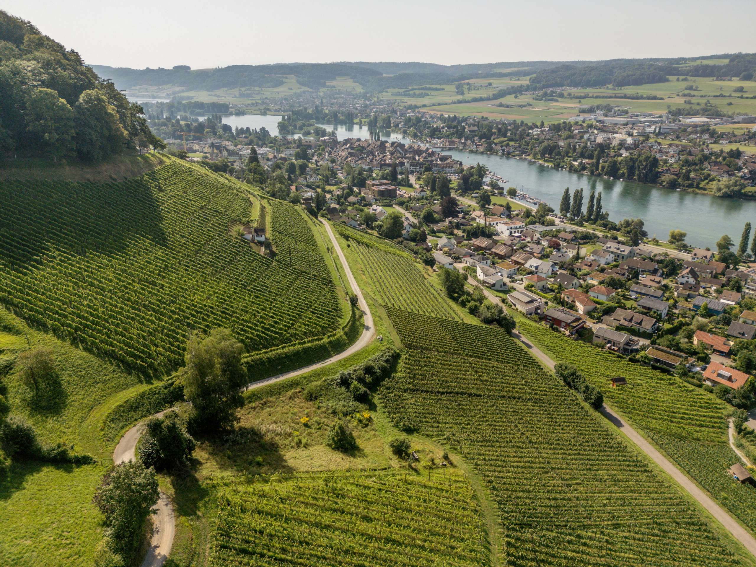 Stein am Rhein, Rebberg, Drohne, Morgen, Reben, Altstadt, von oben, Sommer, Juli
