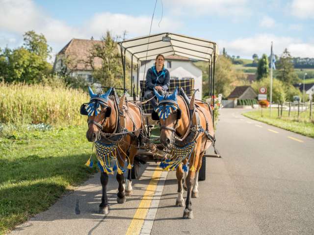 Pferdewagenfahrt Wilchingen, Osterfingen & Trasadingen